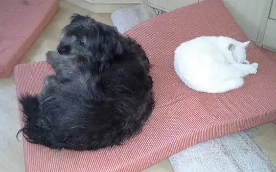 black dog and white cat sleep side by side
