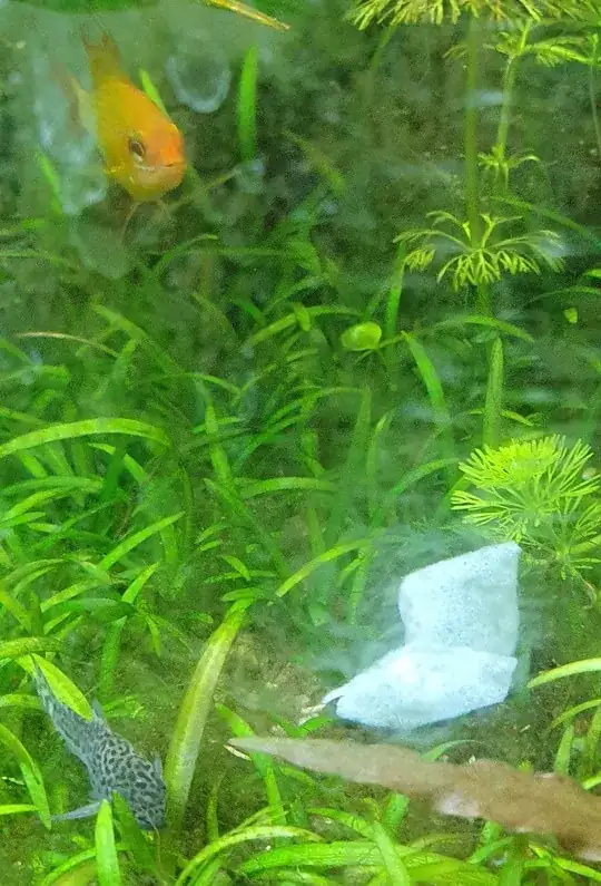 Foamy white structure and a corydoras julii and a Mikrogeophagus ramirezi for size comparison