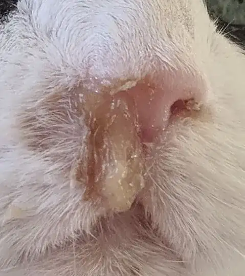 Blocked nostril
