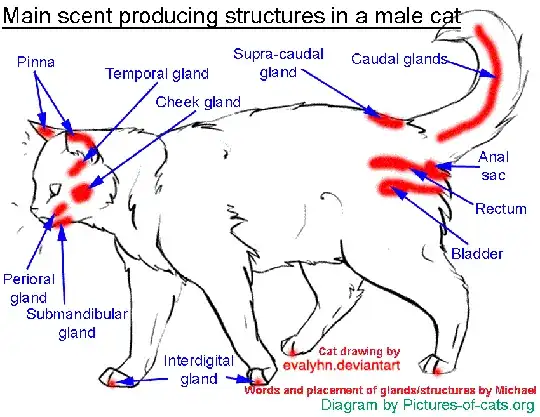 Cat scent glands