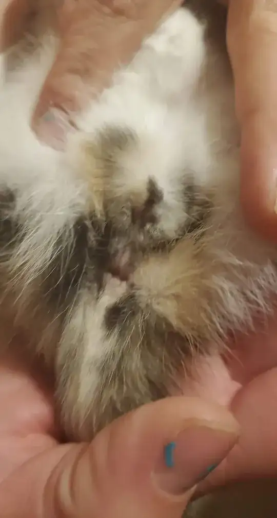 Is my kitten a male or female?[1]