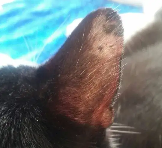 cat ear w/hair loss&scabs