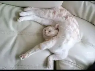 cat in ridiculous position