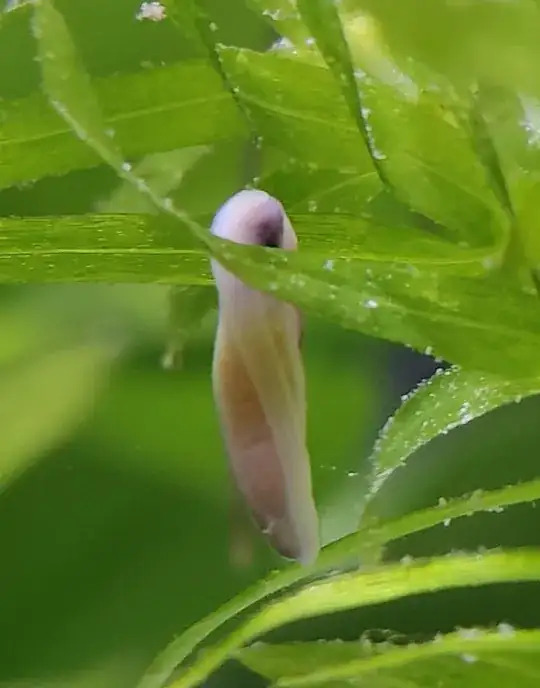 cocoon like thing