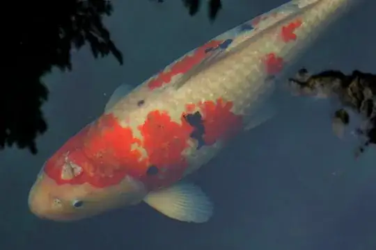 Fish Injury - Photo #1