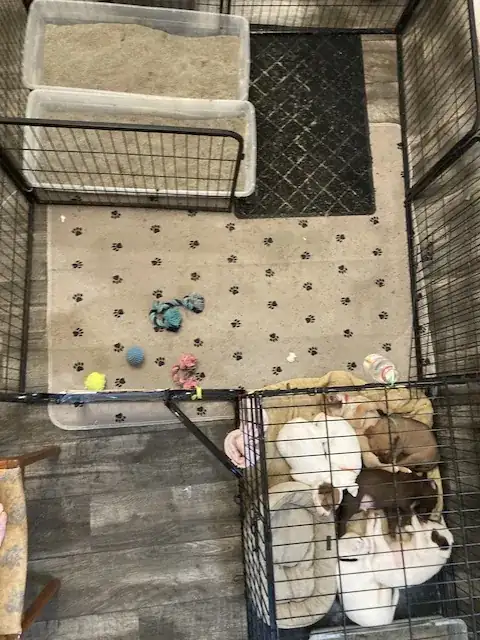 layout of puppy land