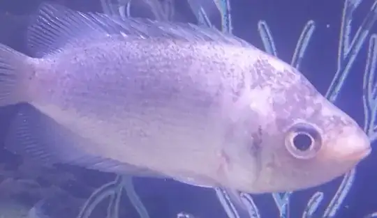 my kissing gourami's photo