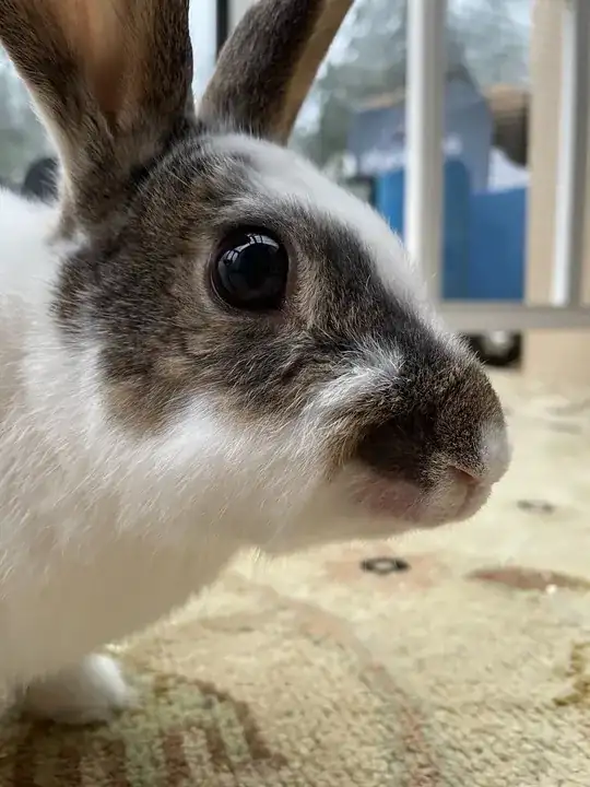 side of rabbit's head