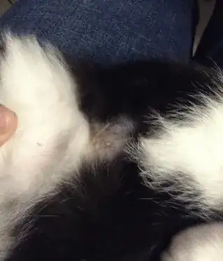 picture of the suture