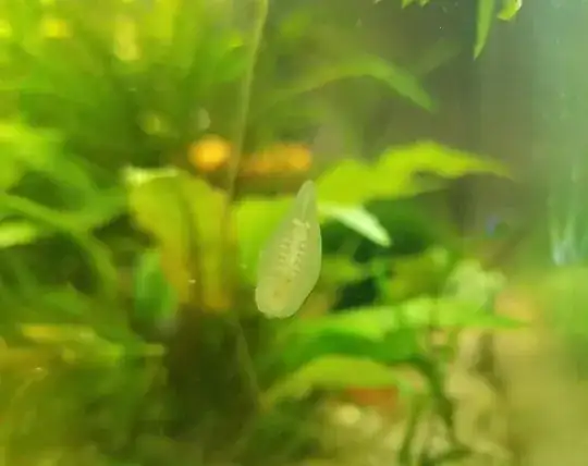 pale white drop shaped simple animal