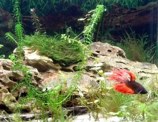 spoiled brat in HIS tank