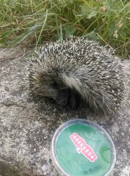 baby hedgehog