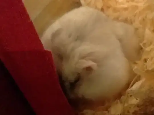 Hamster sleeping outside her house 2