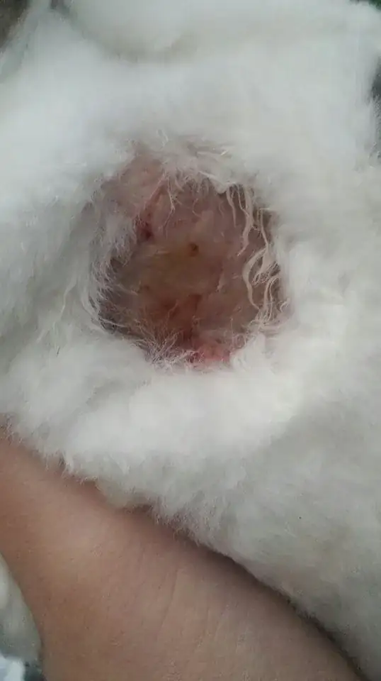 Rabbit Injury