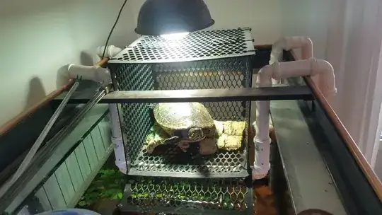 turtle in basking area