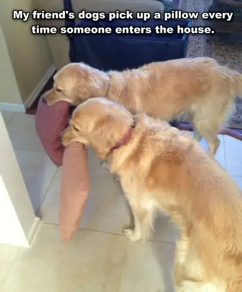 Weird dog behaviours