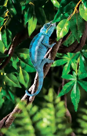 Chameleon on vines