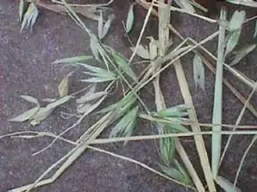 Oat Hay