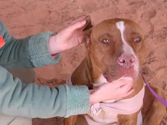 TTouch massages on a dog's ear.