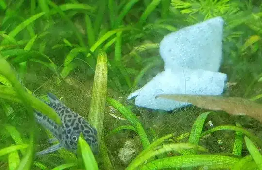 Foamy white structure and a corydoras julii for size comparison