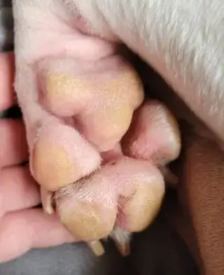 bottom of paw