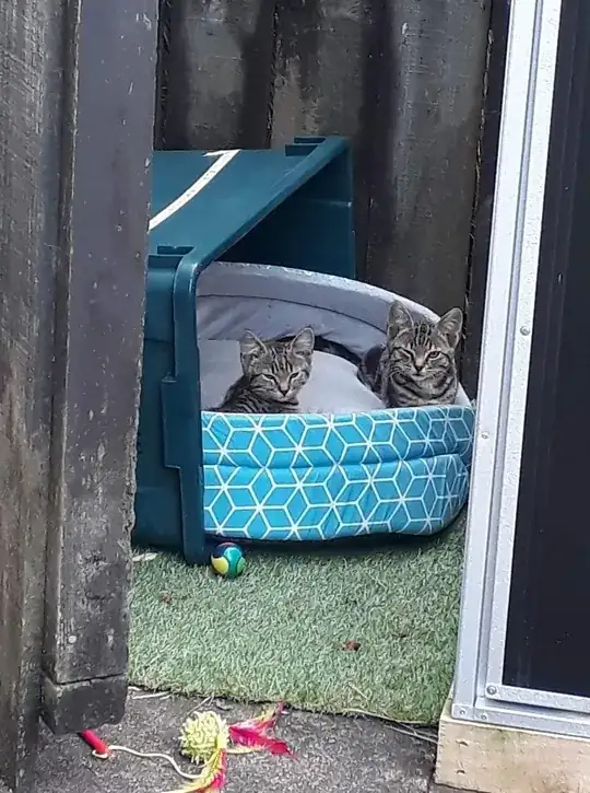 Kittens in their bed