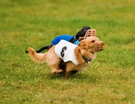 Non AKC lure coursing
