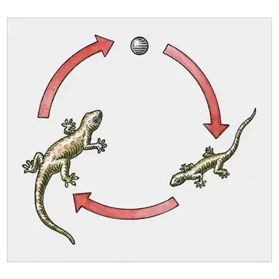 Gecko Lifecycle