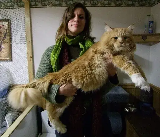 Huge Maine Coon