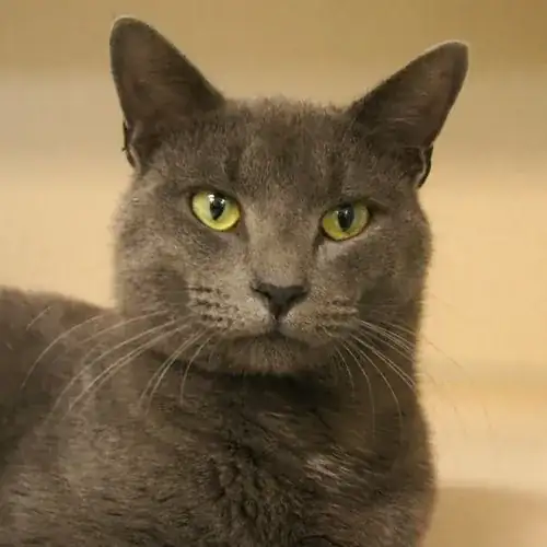 Russian Blue Cat