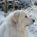 Babou, aka 'My Patou' ... 