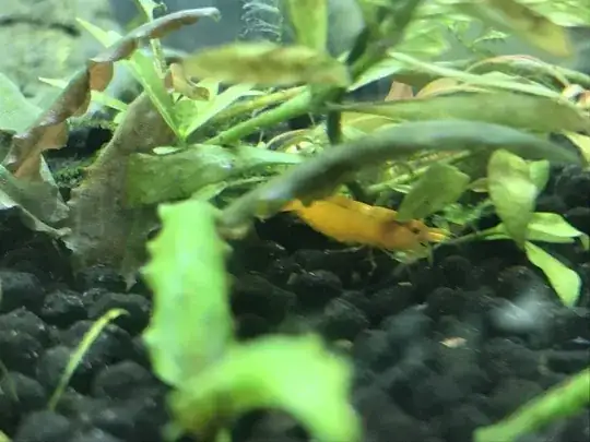 my pregnant sunkist shrimp