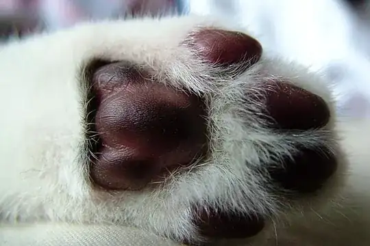 Short-haired cat paw