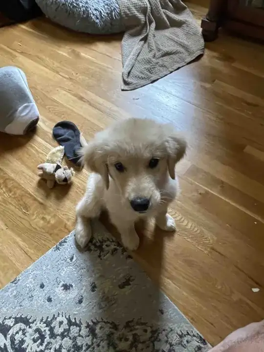 Golden Retriever Puppy sitting on floor looking up