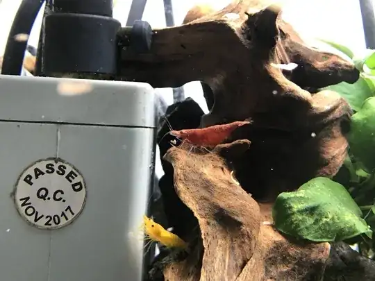 My pregnant Red Cherry shrimp