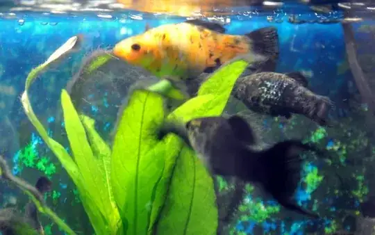 Mollies eating the black algae(sorry about photo quality)