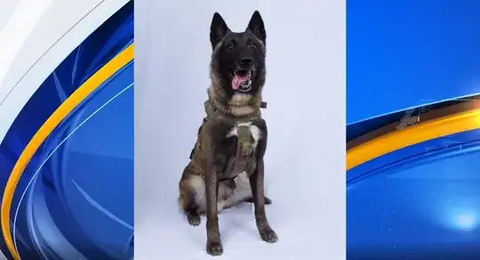 Dog with a gender that's difficult to identify