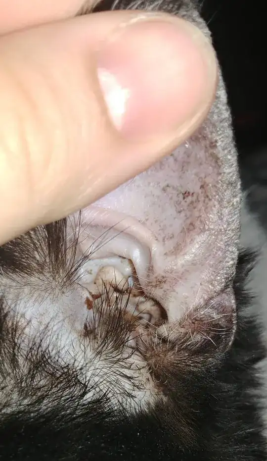 dirty ear