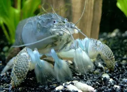http://www.web.forumacvarist.ro/african-giant-filter-shrimp/