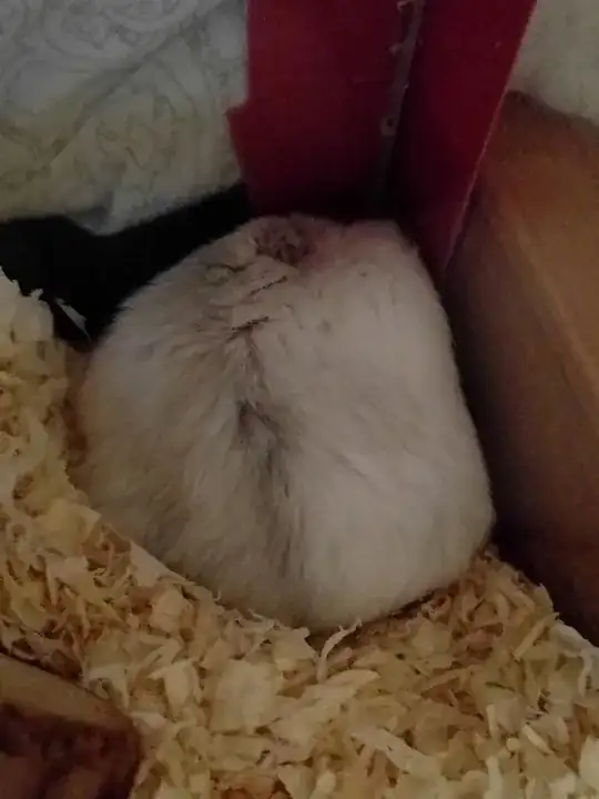 Hamster sleeping outside her house 1