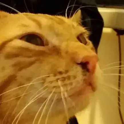 Cat nose spot 2