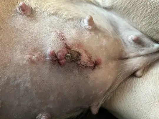 Photo of spay incision below