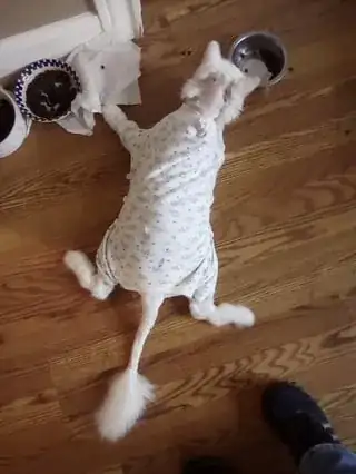overhead view of cat wearing onesie