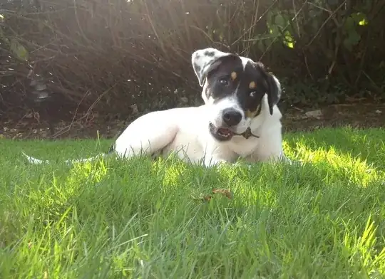 Bowser puppy