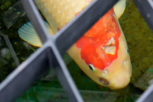 Fish Injury - Photo #2