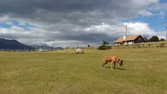 The Dos in the fields