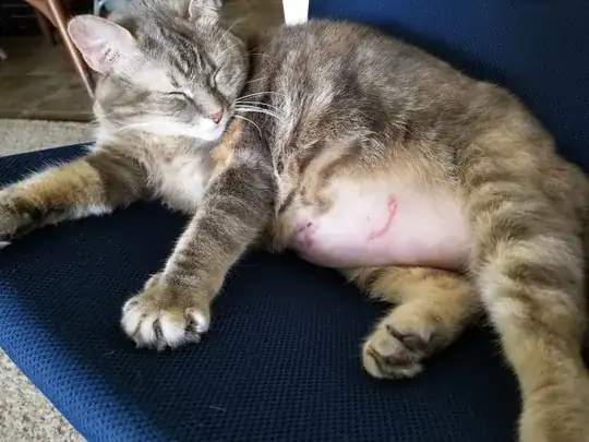 here is a peaceful kitty with the problem