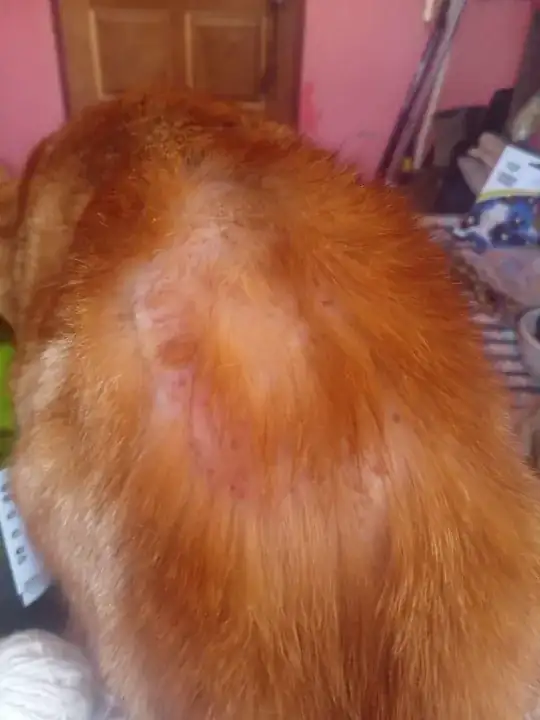 The bald spot is near the base of the tail