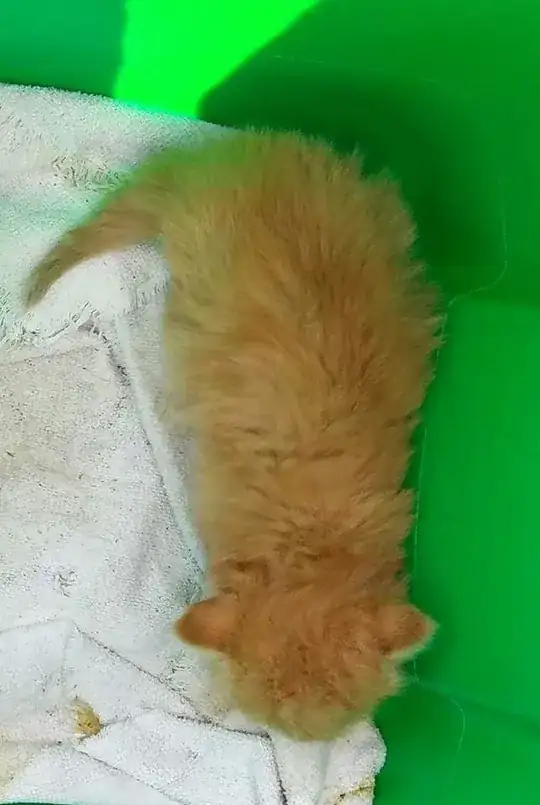 kitten that I'm getting