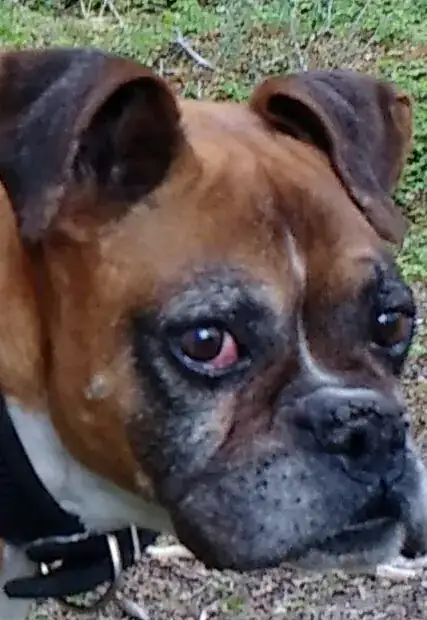 My dog with the red eye